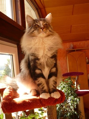 Norwegische Waldkatzen Gilgad s - Katzen - Wipperfürth