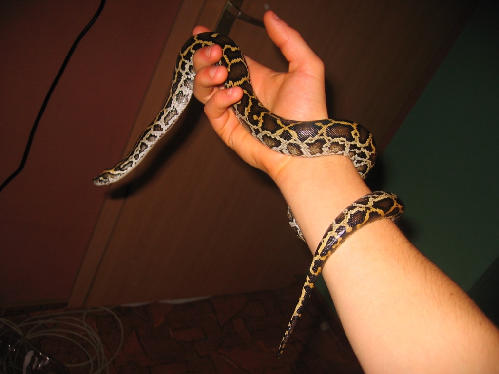 Biete dunklen tigerpython - Reptilien - Hofstetten