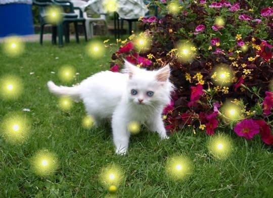 Bildhübsche Perserkatzen Babys, ausgeprägte Nase - Katzen - Sulzbach am Main