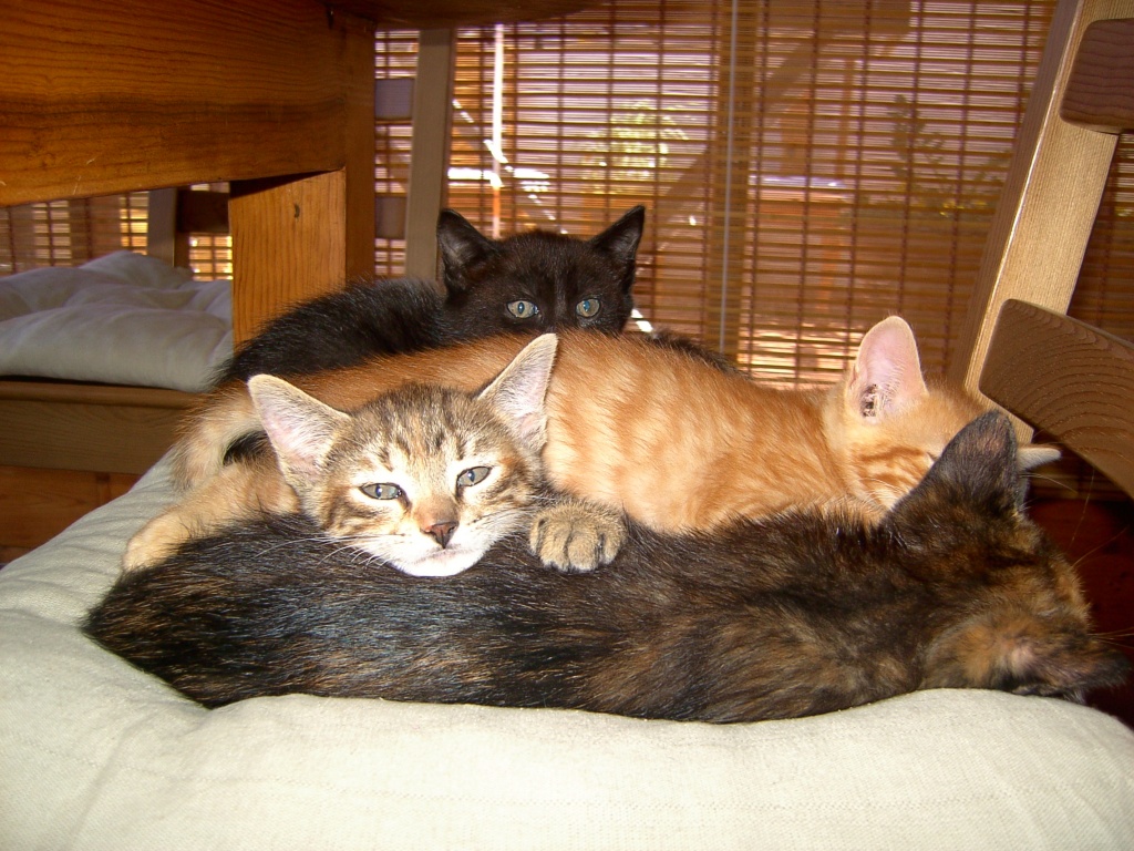 FLUGPATEN GESUCHT Gran Canaria nach Berlin Tegel - KEINE KOSTEN - Flugpaten - Berlin