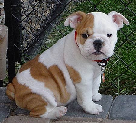 Englisch Bulldogge Welpen - Hunde - Berlin