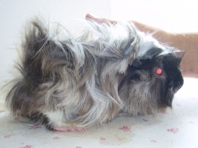 Meerschweinchendamen aus liebevoller und geprüfter Rassemeerschweinchenzucht - Meerschweinchen - Freising