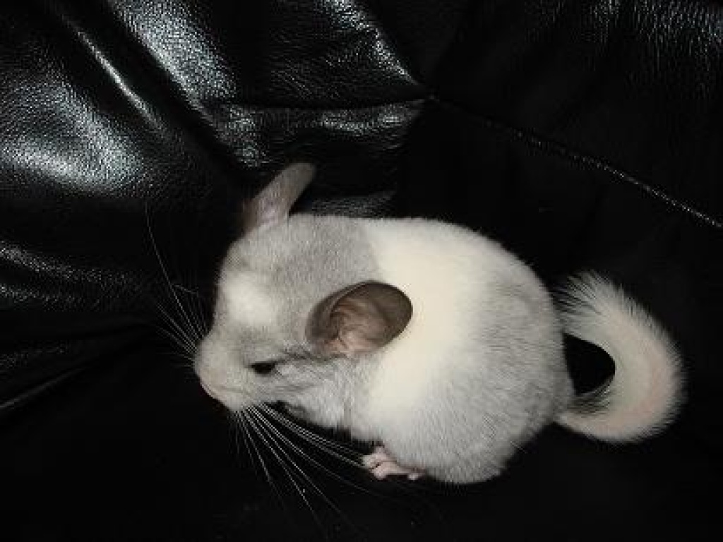 Chins zur Abgabe! - Nagetiere - Bestwig