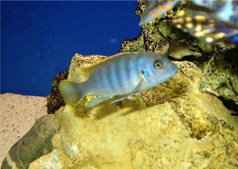 Maylandia zebra red top zu verkaufen - Fische - Tettnang