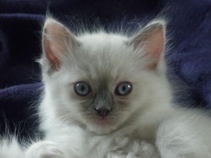 Ragdoll mit Stammbaum - Katzen - Wüstenfelde