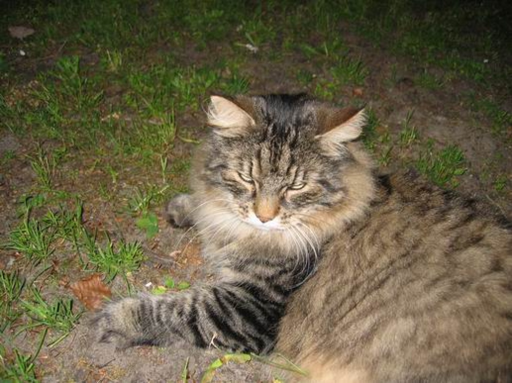 Maine Coon oder Norwegischer Waldkater - Entlaufen Zugelaufen - Berlin