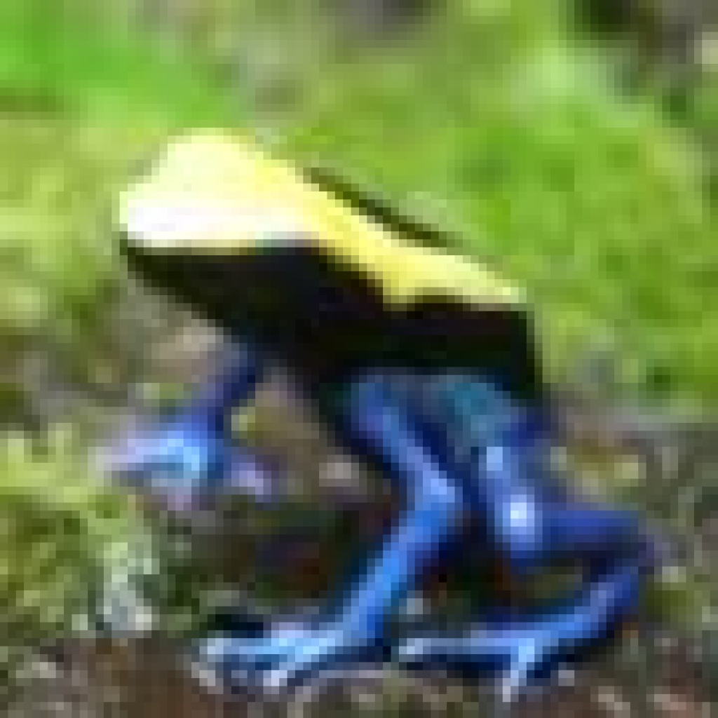Sisifusfrosch - Amphibien - Berlin