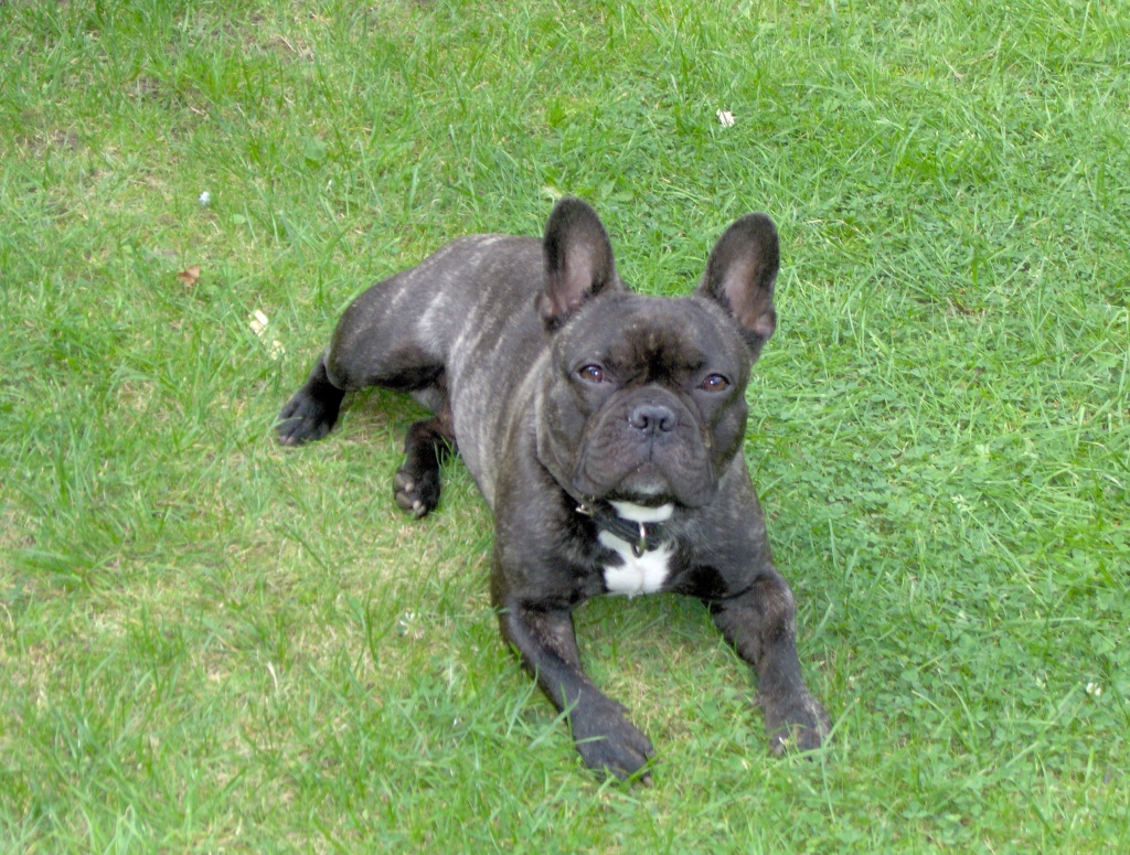 Franz. Bulldogge Deckrüde - Hunde - Hamburg