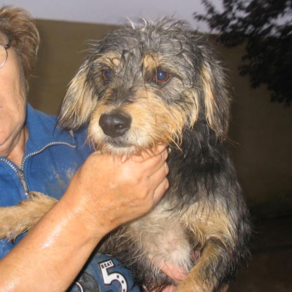 Flugpaten Kleinanzeigen | Flugpaten Annoncen | Flugpaten Inserate ...