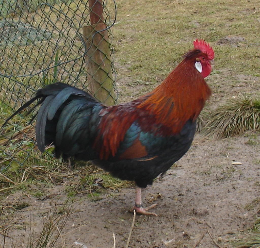 Wildbraune Altsteirer - Bruteier - Nutztiere - Schierling
