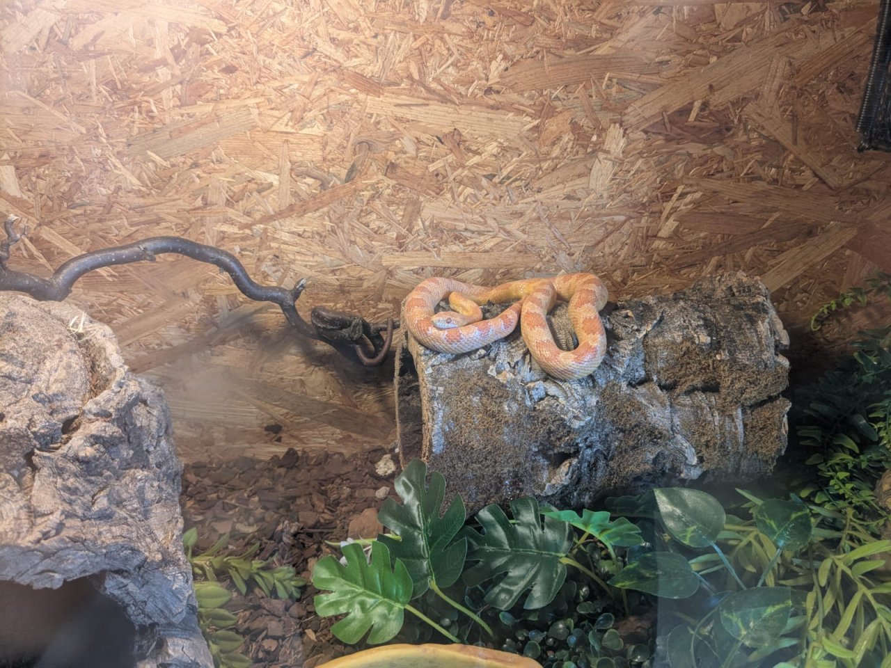 Kornnatter mit Terrarium inkl. Zubehör - Reptilien - Nordhastedt