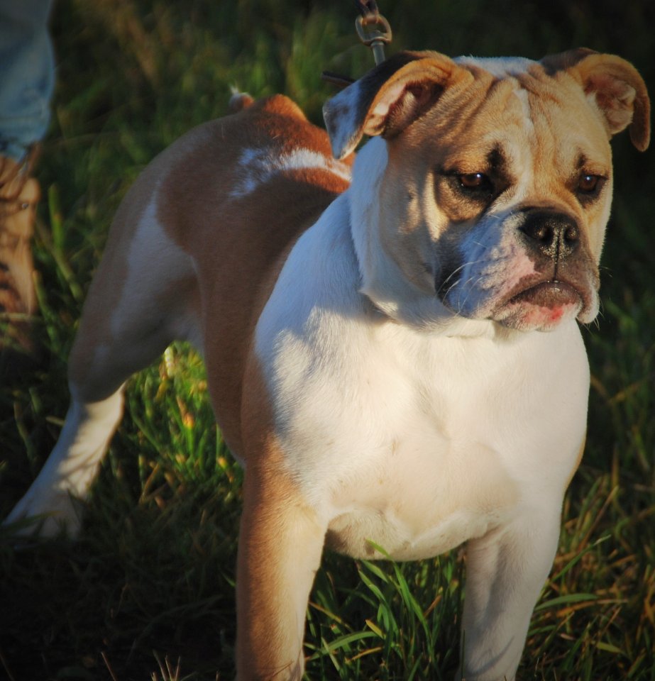 English Bulldog (alternativ) - Hunde - Schwabach
