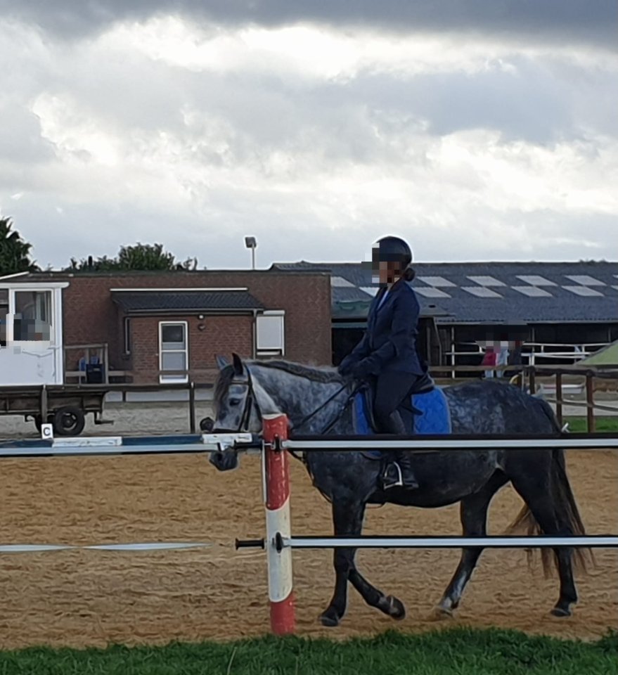 Reitbeteiligung Gesucht - Pferde - Delmenhorst