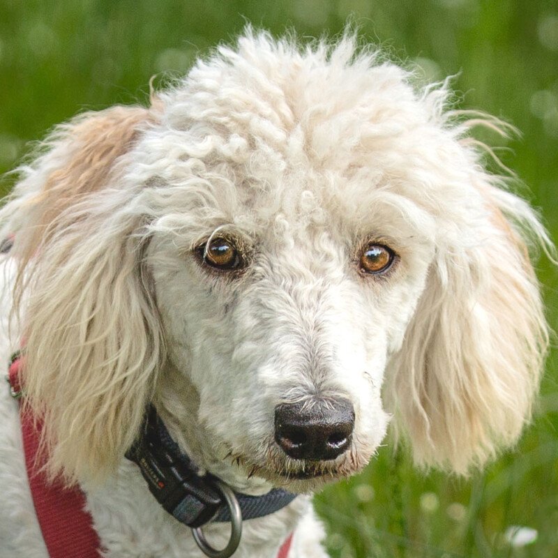 KEFIR - weiblich 1 Jahr 44 cm 12.5 kg Puli-Mix Gechipt Kastriert - Hunde - Lauf an der Pegnitz KEFIR - weiblich 1 Jahr 44 cm 12.5 kg Puli-Mix Gechipt Kastriert - Hunde - Lauf an der Pegnitz