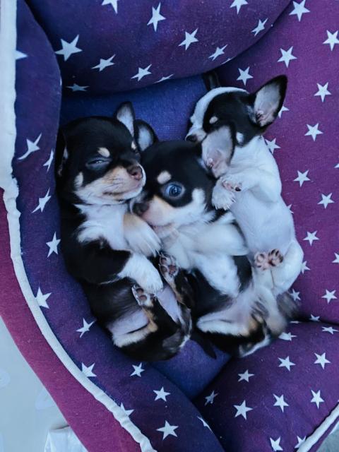 Chihuahua reinrassig - Haustiere - Langenmosen 