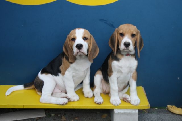 Beaglewelpen, tricolour, of the Jolly Kids, abgabebereit - Hunde - Bochum