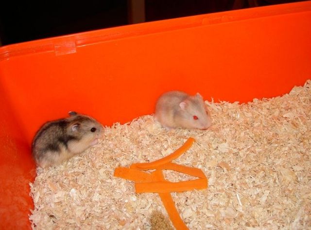 Zwerghamsterbabys abzugeben - Hamster - Lichtenfels