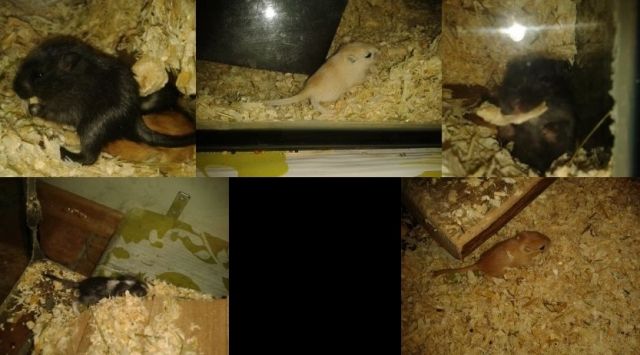 Süße Rennmaus - Babys abzugeben - Maeuse - Hermeskeil