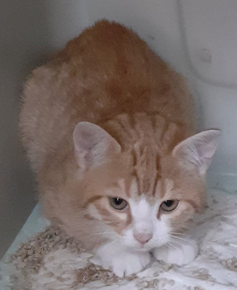 Freddy und Barney –  suchen dringend ein Zuhause! (aus dem Tierschutz / gechipt, - Katzen - Kissing