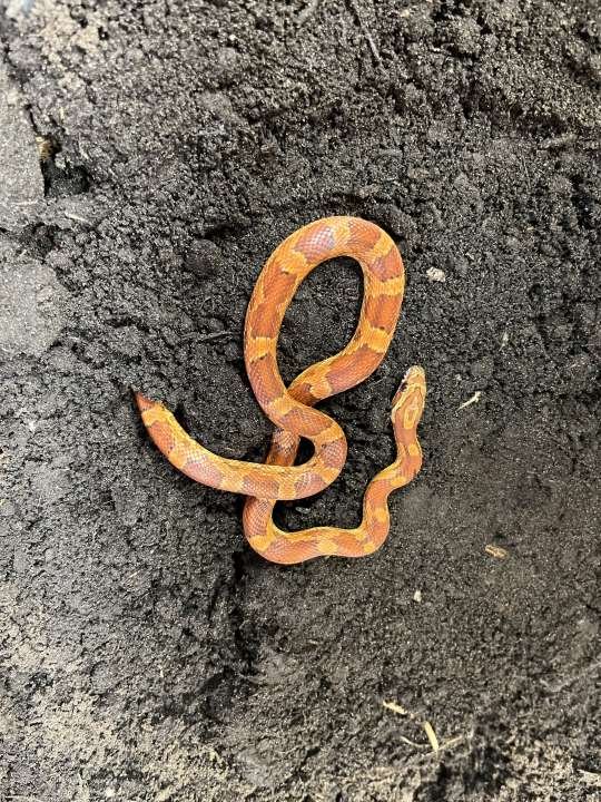 3 Kornnattern (+2m x 80cm x 80cm Terrarium bei Bedarf) - Reptilien - Bielefeld