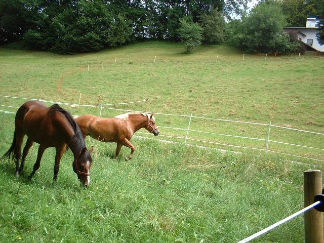 21. Schönauer Roßtag 2006 im Berchtesgadener Land - Pferde - Schönau am Königssee