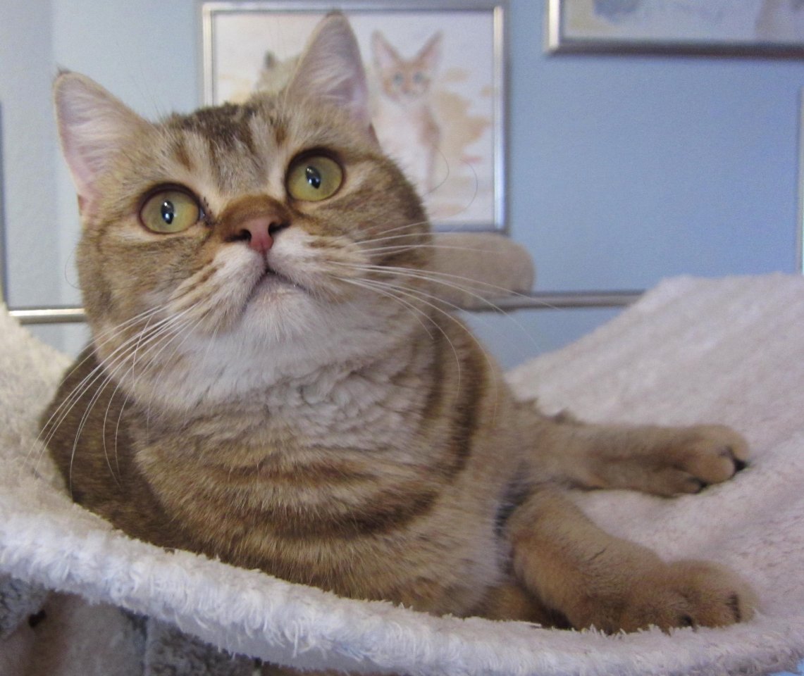 BKH Britisch Kurzhaar, weiblich, lieb und verschmust, sucht Kuschelplatz - Katzen - Baden Baden