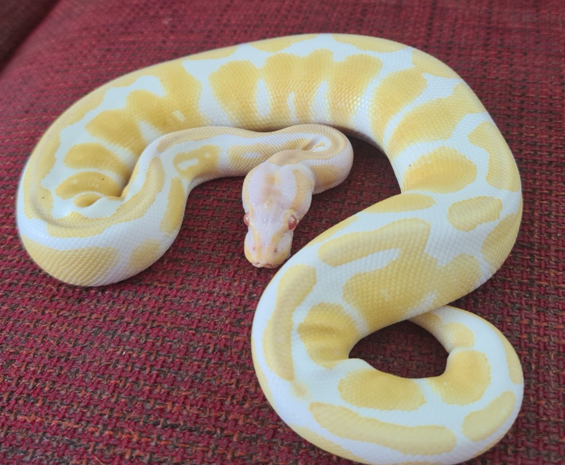 Königspython Albino 0.1 - Reptilien - Vaihingen