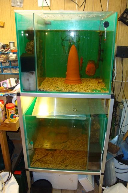 Zuchtwürfel - Aquarien und Zubehoer - Duisburg