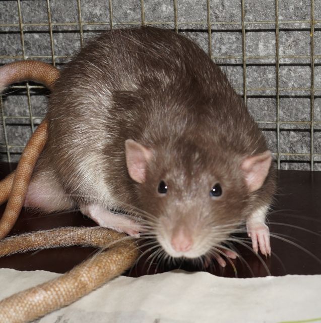 Zwei Rattenjungs suchen schönes zuHause - Ratten - Frankfurt