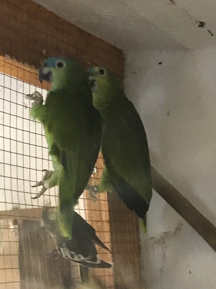 Blaustirnamazonen Pärchen - Voegel - Nienstädt