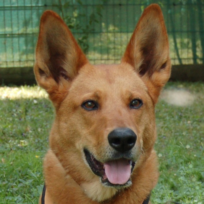 RED TEDDY - männlich  7 Jahre  69 cm  32.7 kg  Mix  Gechipt  Kastriert - Hunde - Lauf an der Pegnitz