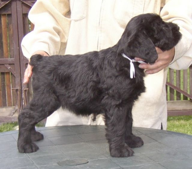 Riesenschnauzer-Welpen | tieranzeigen.net