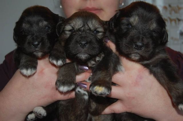 Wir haben Do-Khyi (Tibet Doggen) Welpen - Hunde - Rosenberg