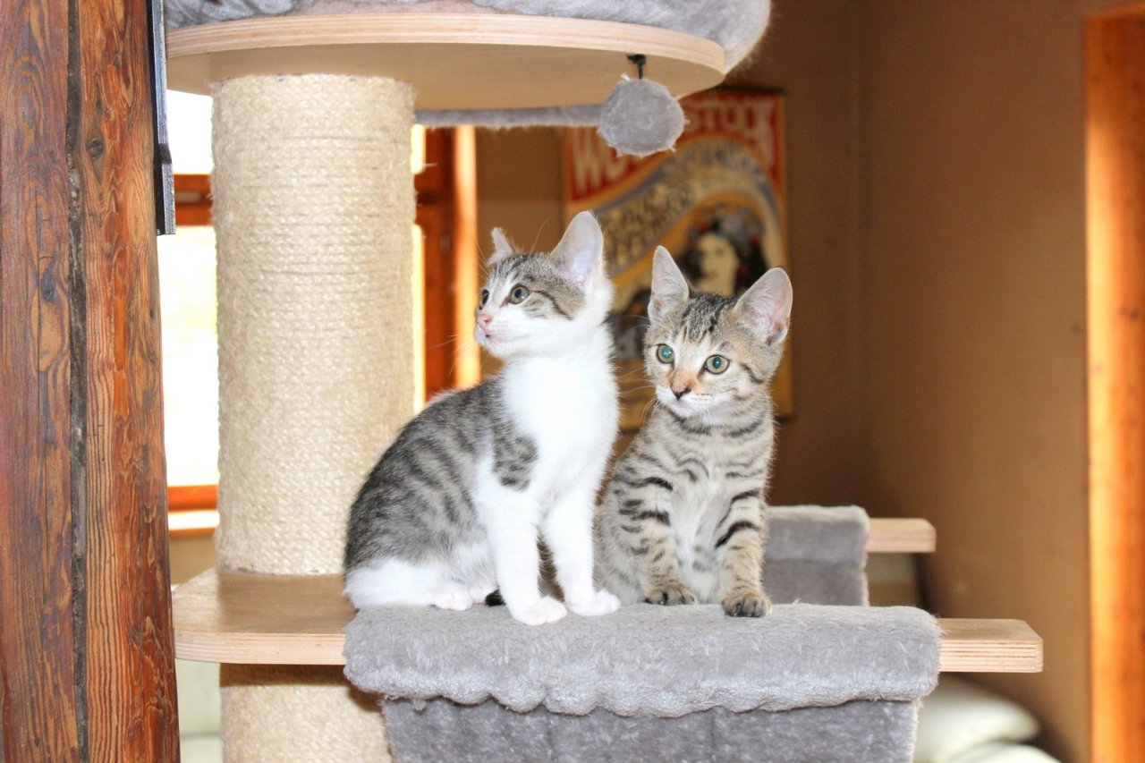 Katzenbaby, Katzenkinder, Kitten, Kätzchen ABGABE - Katzen - Bleicherode
