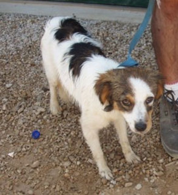 Jake sucht ein neues zu Hause!!! - Tiere In Not - Mannheim