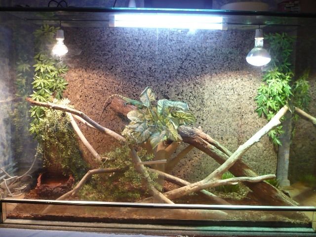 Terrarium 150x60x100 mit Wasseragame | tieranzeigen.net