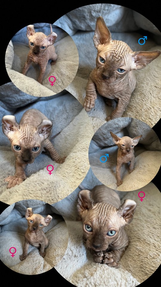 Sphynx Elf Sphynx Kitten Katzenbabys Nacktkatze - Katzen - Wallmerod