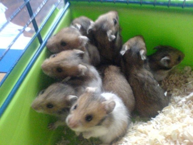 5 Super süße Teddyhamster Buben ca.5 Wochen alt in liebevolle Hände abzugeben - Hamster - Bexbach/Frankenholz