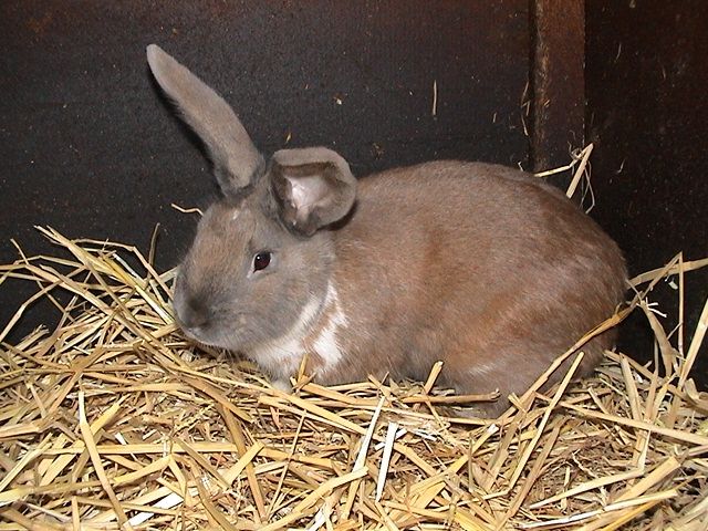 Deutscher Riese - Sonstige Nutztiere - 