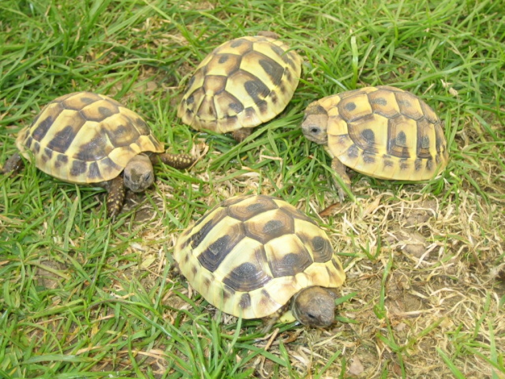 Griechische Landschildkröten (Testudo hermanni) Jungtiere abzugeben. Lieferung d - Reptilien - Regensburg