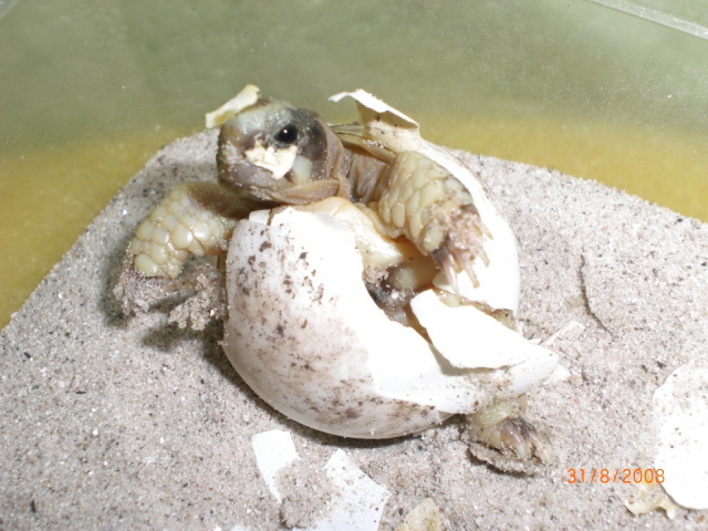 Verkaufe Landschildkröte aus Hobbyzucht 2021 und Floraton 3 - Reptilien - Stuttgart