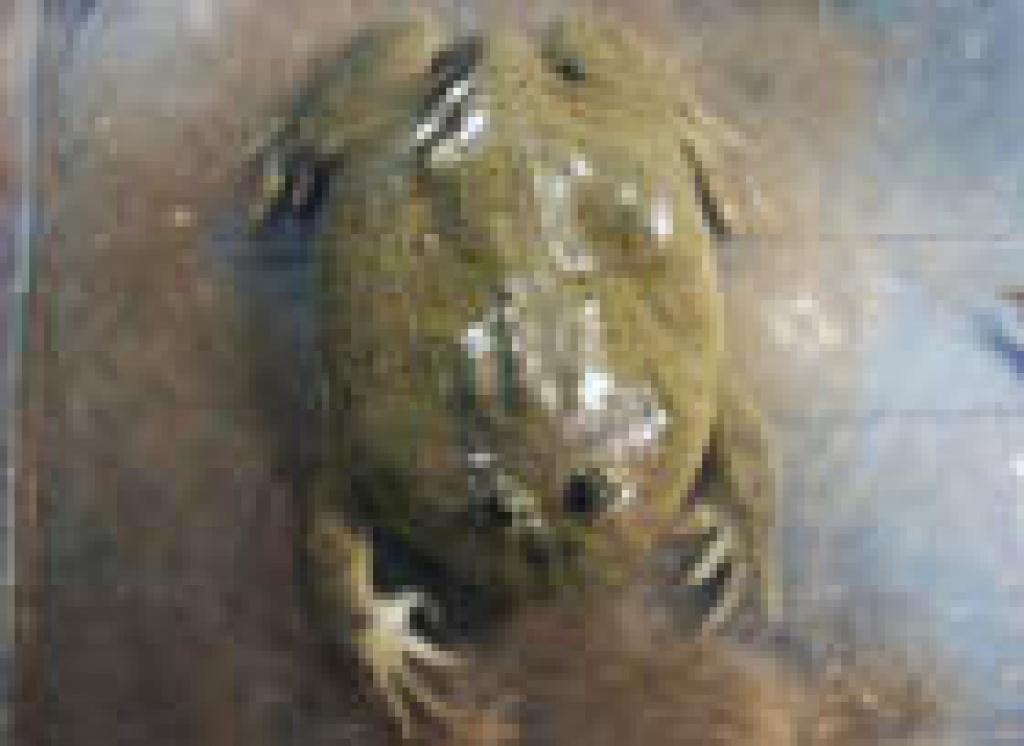 Lepidobatrachus Laevis - Amphibien - Berlin