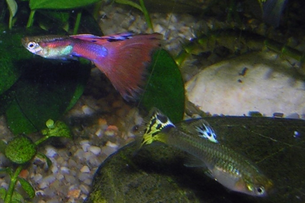 Guppys abzugeben Münster - Fische - Münster