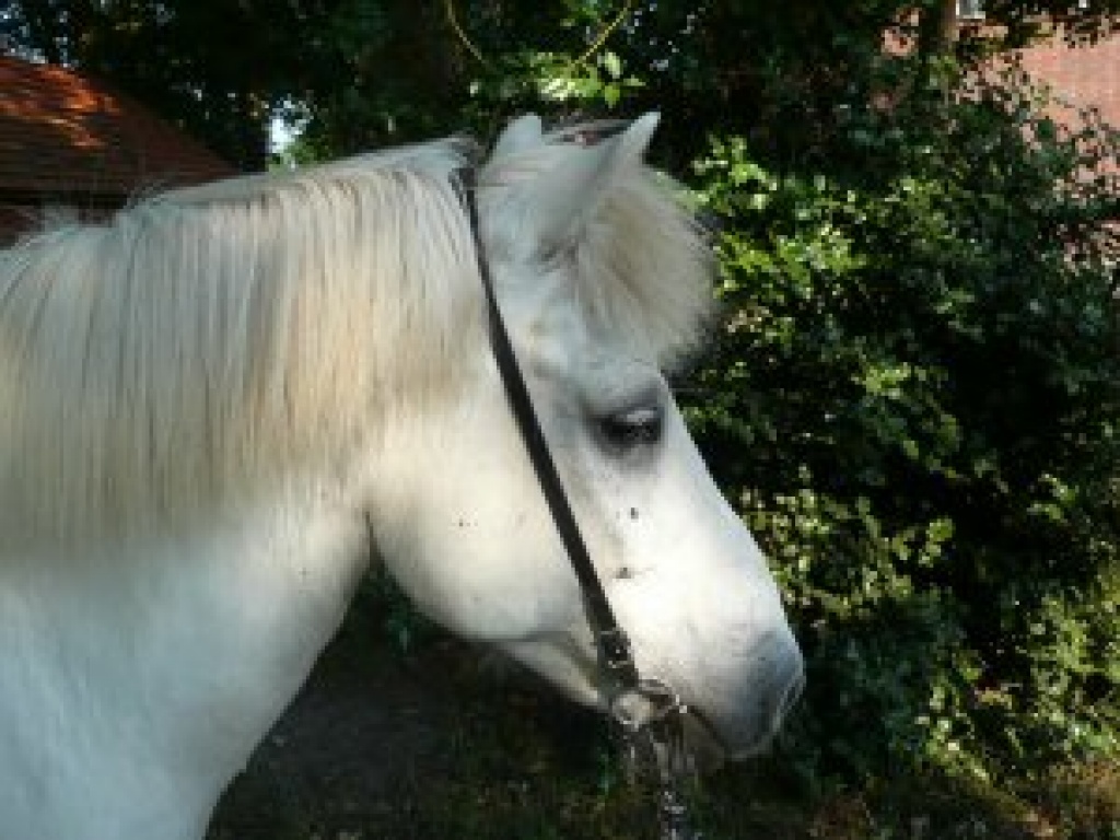 Reitbeteiligung in Delmenhorst auf Islandwallch - Pferde - Delmenhorst