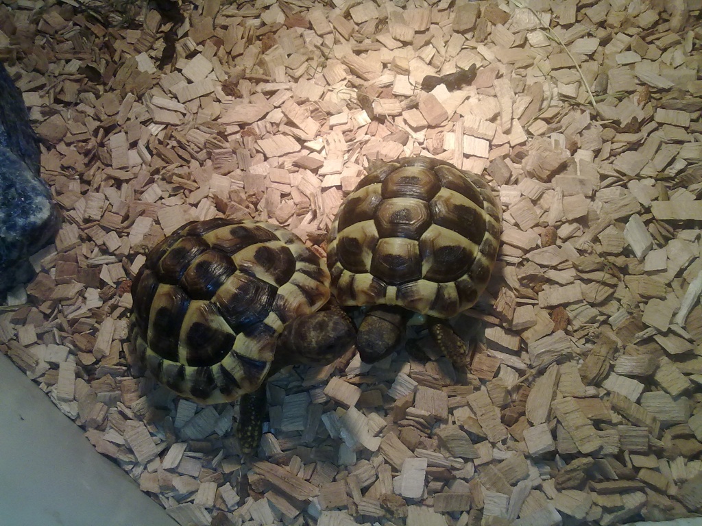 Biete 2 griechische landschildkröten zum verkauf an, jungtiere - Reptilien - Schloß Holte Stukenbrock