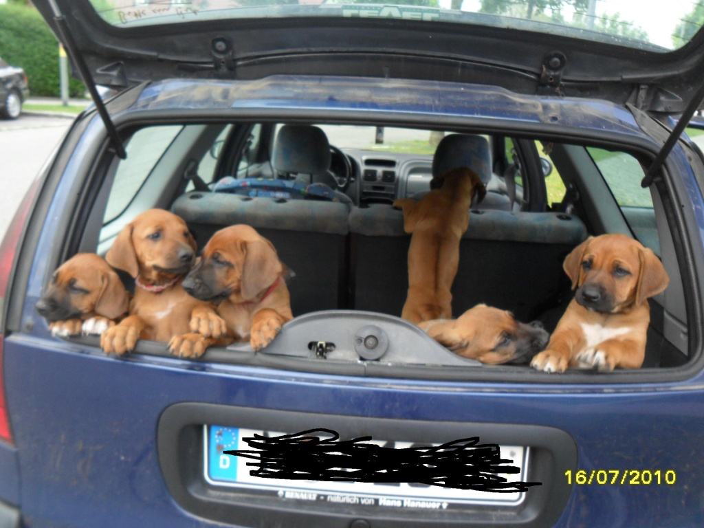 Rhodesian Ridgeback Welpen - Hunde - Feldkirchen