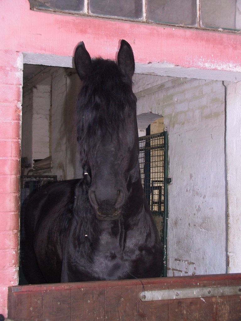 Suche Box für meinen Friesenhegst Raum 37574 - Pferde - Einbeck