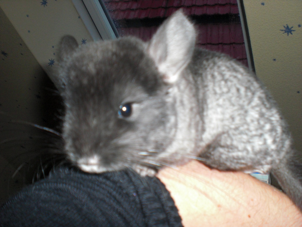 Chinchilla Baby zu verkaufen - Nagetiere - Stadtlengsfeld