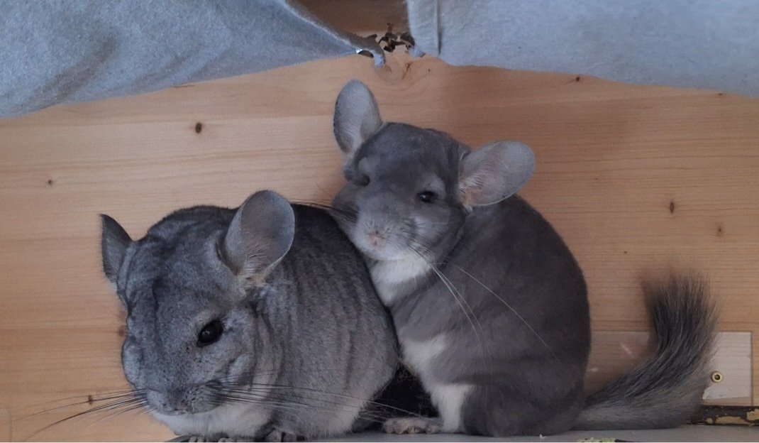 2 Chinchillas männl., 1 1/2 Jahre, optional mit Käfig - Nagetiere - Dortmund
