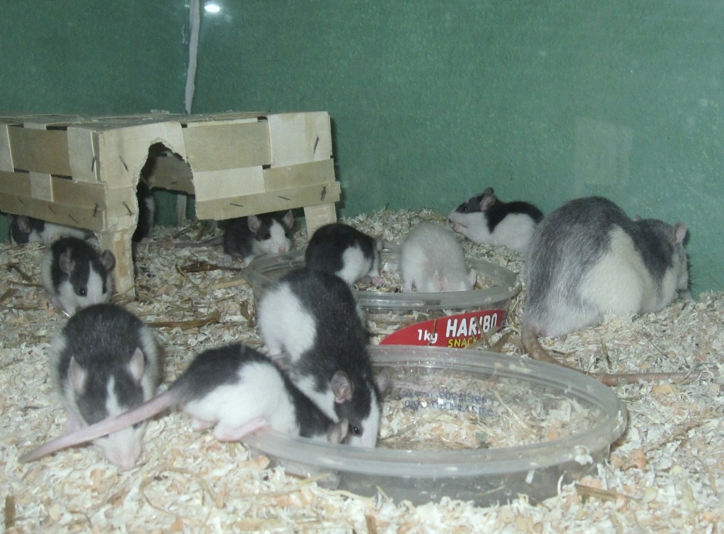 Futterraten - Futtertiere Allgemein - Amstetten